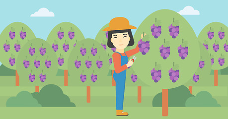 Image showing Farmer collecting grapes vector illustration.