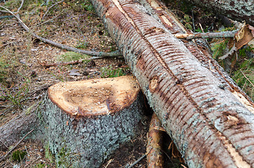 Image showing Stump with a felled tree trunk