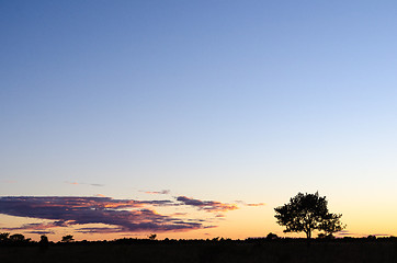 Image showing Tree silhouette by twilight