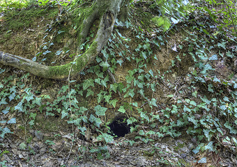 Image showing Fox Hole Camouflaged with Ivy Creeper