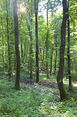 Image showing Young Oak Forest