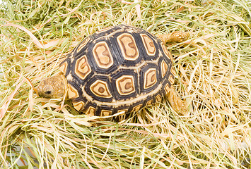 Image showing Geochelone Pardalis