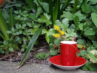 Image showing espresso cup