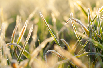 Image showing young grass plants, close-up