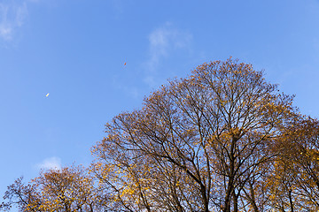 Image showing Nature in autumn season