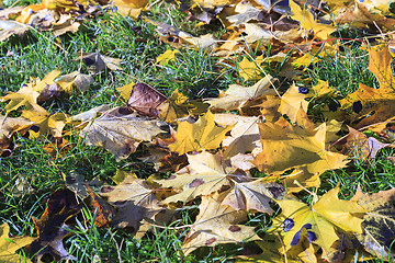 Image showing autumn foliage of the trees,