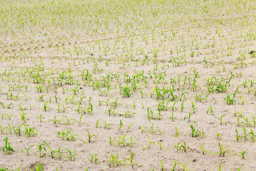 Image showing agricultural field with corn