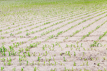 Image showing corn field. Spring