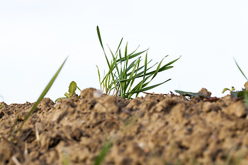 Image showing young grass plants, close-up