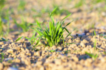 Image showing field with young wheat