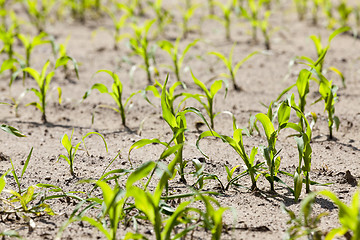 Image showing Field with corn