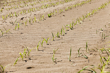 Image showing Field of green corn