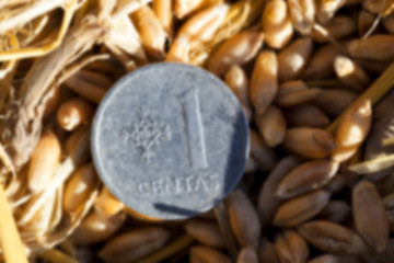 Image showing cereal farming field