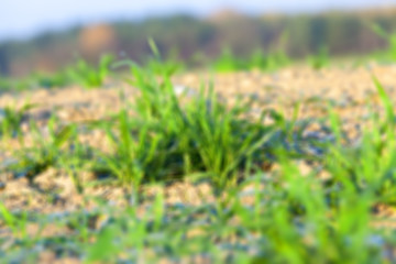 Image showing field with young wheat