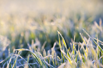 Image showing green wheat, frost