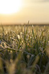 Image showing young grass plants, close-up