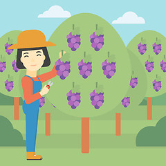 Image showing Farmer collecting grapes vector illustration.