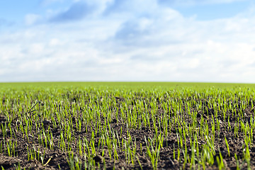Image showing young sprouts of wheat