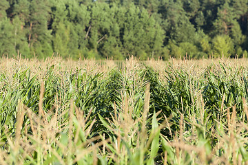 Image showing Field with corn