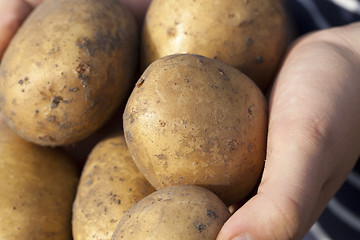 Image showing Potatoes in hand