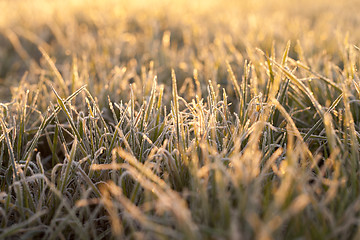 Image showing frost on the wheat