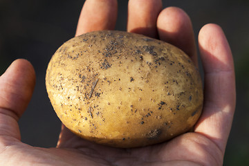 Image showing Potatoes in hand