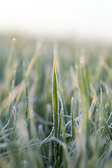 Image showing wheat during frost