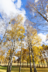 Image showing birch tree in autumn