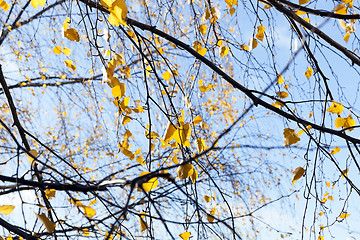 Image showing birch tree in autumn