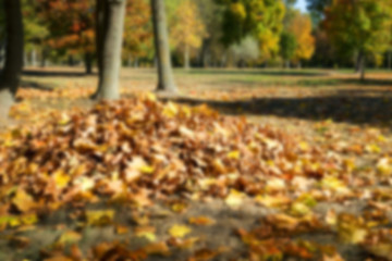 Image showing autumn in the park