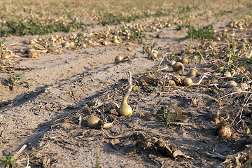 Image showing Harvesting onion field