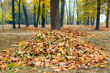 Image showing autumn in the park