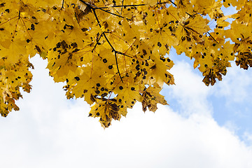 Image showing leaves on trees, autumn