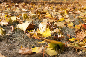 Image showing autumn in the park