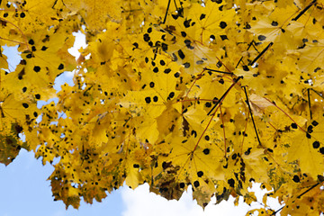 Image showing autumn in the park