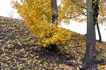 Image showing yellowing leaves on the trees