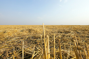 Image showing Field after harvest