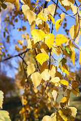 Image showing yellow foliage, autumn