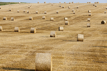 Image showing harvest of cereals