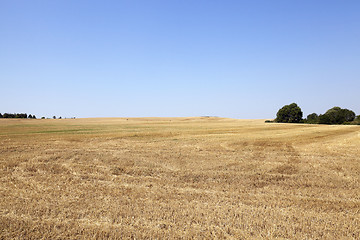 Image showing gathering the wheat crop