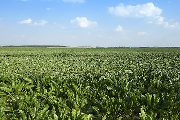 Image showing faded sugar cane