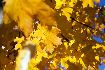 Image showing yellowed maple leaves