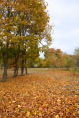 Image showing autumn in the park