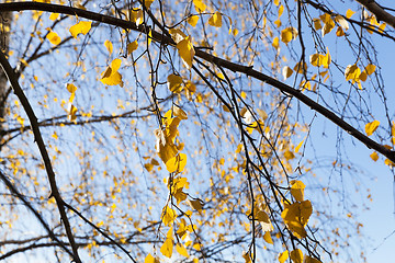 Image showing yellow foliage, autumn