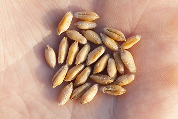 Image showing Wheat grain in hand