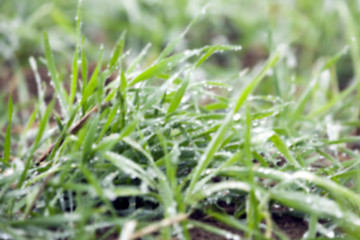 Image showing young grass plants, close-up