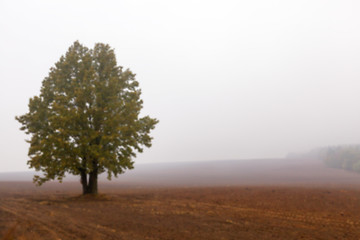Image showing tree in the field, autumn