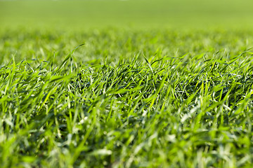 Image showing young grass plants, close-up