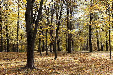 Image showing autumn in the park