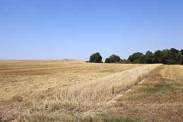 Image showing band with wheat
